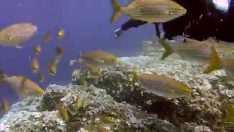 Beautiful Coral Reef Fish, Relaxing Ocean Fish