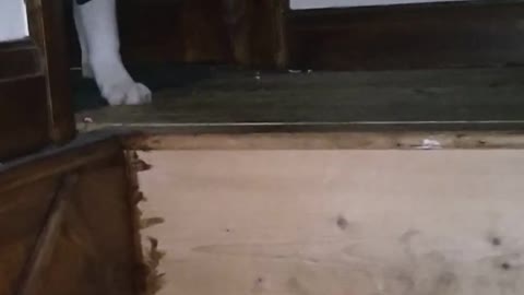 Husky puppy's first time going down stairs