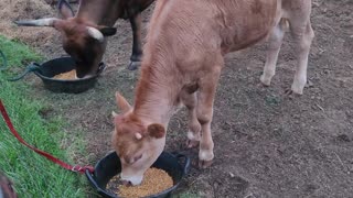 Miss Daisy Eating in the Mud