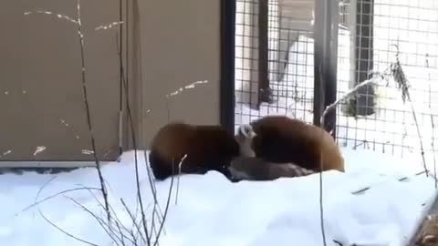 RED PANDAS are the BEST!