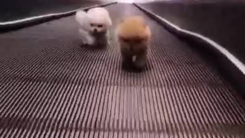 Cute puppy video