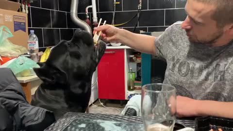 The dog is tasting sushi for the first time