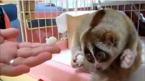 cute little lemur