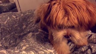 Small brown dog trying to dig hole on bed sheet blanket