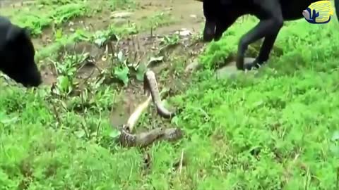 Dog VS Snake Amazing Fight | Two Black Dogs Try to Kill Snake | Dog VS Cobra | Animal's Galaxy| 2021