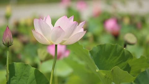 The Lotus Dancing in The Wind