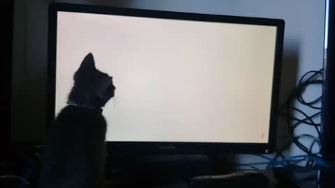 Dusty Cat Chasing Cockroach on tv!