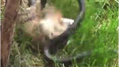 Snake Fight with Mongoose! Snake Fight with Others Animals! Wild Animal Fighting#