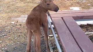 Friendly Young Moose Calf