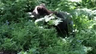 Cute Koala Comes in for its Close Up