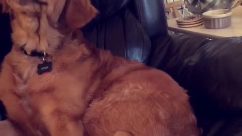 Golden dog sitting down on sofa yawning