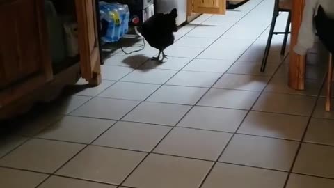 Who wins dog or chicken?