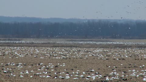 Snow Geese Migration - I Would Cross The Ocean