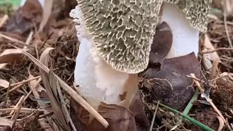 Satisfying Video - Growing Mushrooms | Short Video