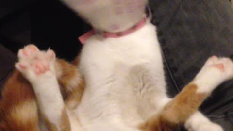 Kitten Wearing a Cone Attempts to Bath Itself