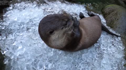 River Otters Have Icy Fun In A Tub