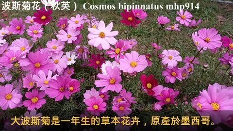 波斯菊花（秋英）Cosmos bipinnatus, mhp914, Dec 2020