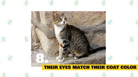 Cyprus Cats 101 : Fun Facts & Myths