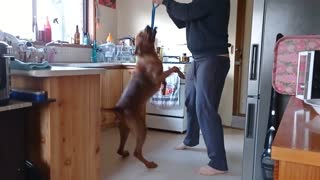 Slow-Mo Shows Dog Needs Weight Lifter To Give Him A Challenge