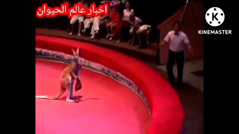 Watch how a kangaroo fights in the boxing arena, a very, very funny video 😂😂😂