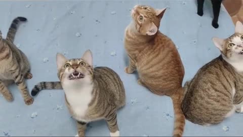ekekekkekkek 🗣️ cute funny cat's