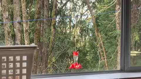 Hummingbird sitting on top of feeder getting ready to eat