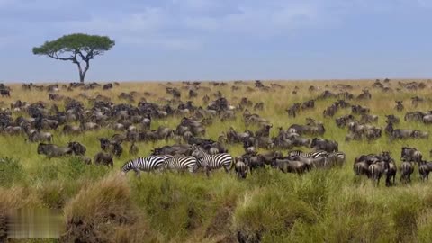 Wild Animals Activites in the Forest