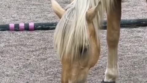 Horse having a great time with a kitten