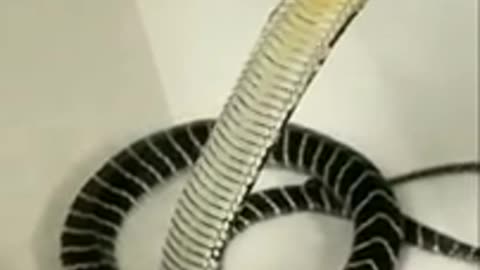 Dangerous King Cobra Snake #shorts #animal #snakes #shortvideo