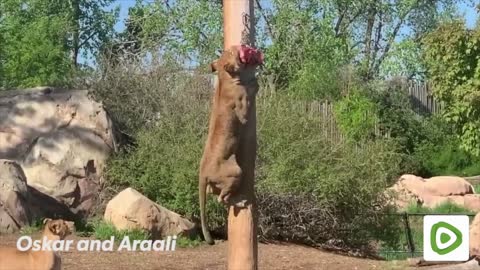 African Lions Pole Feeding