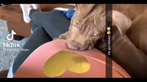 Pup getting kicked by the baby in the belly