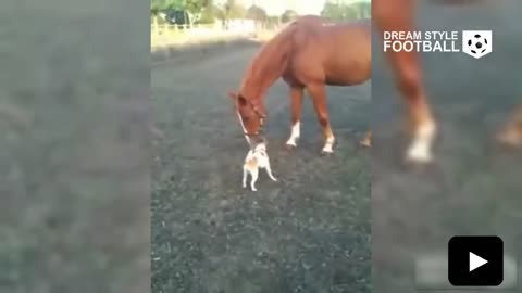 Animales Jugando Fútbol