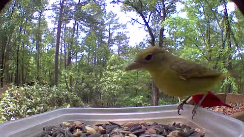 Mr and Mrs Summer tanager