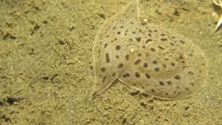 Strange Sea Creature in Bali