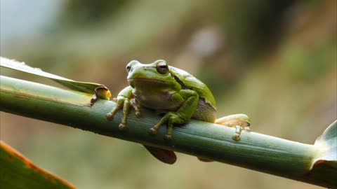 Dengerous Frog