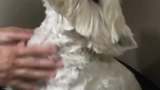 White dog getting a massage from owner