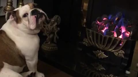 Bulldog puppy loves sitting by the fire