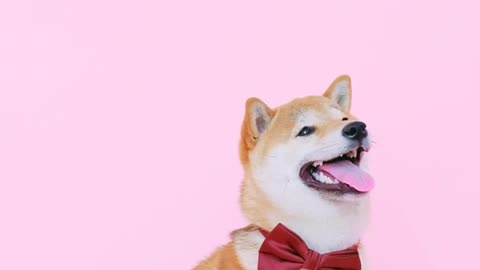 cute dog with a bow tie