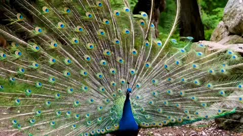 Peacocks are a type of large pheasant known for their beautiful colored feathers