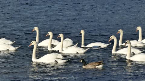 Swans in the water strolling