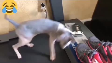 Funny Cats Playing on Treadmills 2