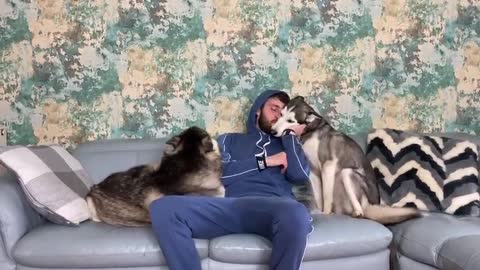 Jealous Huskies Fight For Dads Attention! NEVER IGNORE HUSKIES