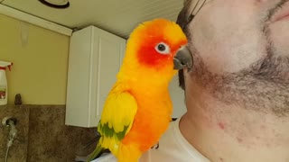 Dancing with a parrot