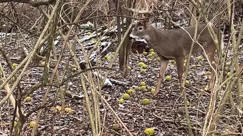 This buck loves his hedge apples too much to leave