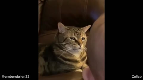 Cat Gets Annoyed by little Baby
