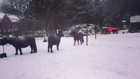 Mini Mule playing in the Snow