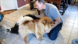 Funny ways to feed a chow chow dog