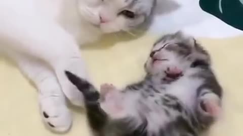 Mommy cat hugs little kitten