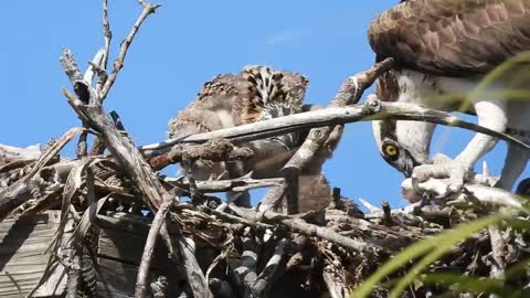 Osprey Family with Close Up of Dominant Baby
