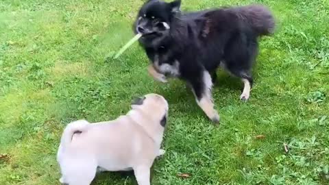 Marve Pugs playing with newfoundland dog